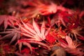 Leaves Changing Color In The Fall Royalty Free Stock Photo