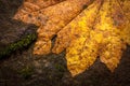 Leaves Changing Color In The Fall Royalty Free Stock Photo