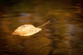 Leaves Changing Color Floating In Pond