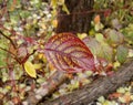 Leaves changing colors in fall in the forest Royalty Free Stock Photo