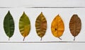 leaves changing colors from green to brown