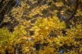 Leaves changing colors in Japan