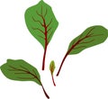 Leaves of chard or mangold on white background