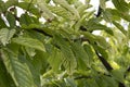 Leaves on cherry branches Royalty Free Stock Photo