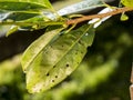 Shot hole disease of cherry laurel Royalty Free Stock Photo