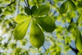 Leaves of the chestnut forest backdrop Royalty Free Stock Photo