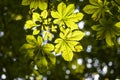 Leaves chestnut lighting, park, summer.