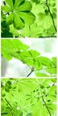 Leaves of a chestnut tree Royalty Free Stock Photo
