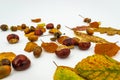 Leaves and chestnuts and acorns