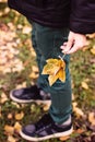 Leaves in children hand