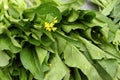 Leaves of Chinese mustard green with yellow flowers on street market.