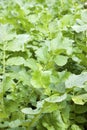 Leaves of chinese radish