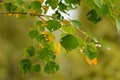 Green and yellow leaves in autumn
