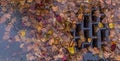 Leaves clogging a drain