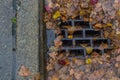 Leaves clogging a drain