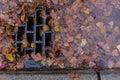 Leaves clogging a drain Royalty Free Stock Photo