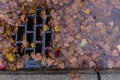Leaves clogging a drain