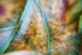 Leaves close up background. Dry in old leaves with a micro pattern