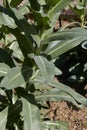 Isatis tinctoria close up Royalty Free Stock Photo