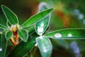 Leaves Clover Bedew Drops.