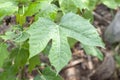 Leaves of Cnidoscolus aconitifolius or chaya plants with rain drops.