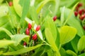 Leaves of coca plant