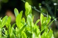 Leaves of coca plant