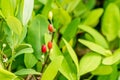 Leaves of coca plant