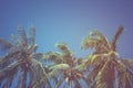 Leaves of coconut on a blue sky background,vintage filter Royalty Free Stock Photo