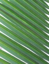 Leaves coconut