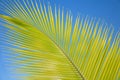 Leaves of coconut palms fluttering in the wind against blue sky. Bottom view. Bright sunny day. Riviera Maya Mexico Royalty Free Stock Photo