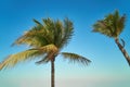 Leaves of coconut palms fluttering in the wind against blue sky. Bottom view. Bright sunny day. Riviera Maya Mexico Royalty Free Stock Photo