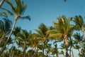 Leaves of coconut palms fluttering in the wind against blue sky. Bottom view. Bright sunny day. Riviera Maya Mexico Royalty Free Stock Photo