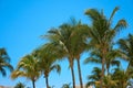 Leaves of coconut palms fluttering in the wind against blue sky. Bottom view. Bright sunny day. Riviera Maya Mexico Royalty Free Stock Photo