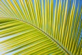 Leaves of coconut palms fluttering in the wind against blue sky. Bottom view. Bright sunny day. Riviera Maya Mexico Royalty Free Stock Photo