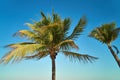 Leaves of coconut palms fluttering in the wind against blue sky. Bottom view. Bright sunny day. Riviera Maya Mexico Royalty Free Stock Photo