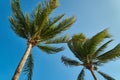 Leaves of coconut palms fluttering in the wind against blue sky. Bottom view. Bright sunny day. Riviera Maya Mexico Royalty Free Stock Photo