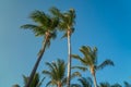 Leaves of coconut palms fluttering in the wind against blue sky. Bottom view. Bright sunny day. Riviera Maya Mexico Royalty Free Stock Photo