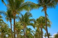 Leaves of coconut palms fluttering in the wind against blue sky. Bottom view. Bright sunny day. Riviera Maya Mexico Royalty Free Stock Photo