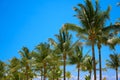 Leaves of coconut palms fluttering in the wind against blue sky. Bottom view. Bright sunny day. Riviera Maya Mexico Royalty Free Stock Photo