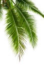 Leaves Of Coconut Tree Isolated On White Background
