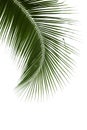 Leaves of coconut tree isolated on white background Royalty Free Stock Photo