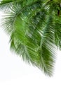 Leaves of coconut tree isolated on white background Royalty Free Stock Photo