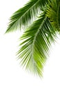 Leaves of coconut tree isolated on white background