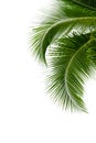 Leaves of coconut tree isolated on white background Royalty Free Stock Photo