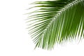 Leaves of coconut tree isolated on white background Royalty Free Stock Photo