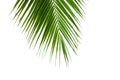 Leaves of coconut tree isolated on white background Royalty Free Stock Photo