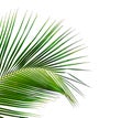 Leaves of coconut tree isolated on white background Royalty Free Stock Photo