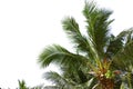 Leaves of coconut tree isolated white background. Royalty Free Stock Photo