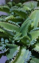 Cocor bebek plant (Kalanchoe pinnata) is an ornamental plant at home